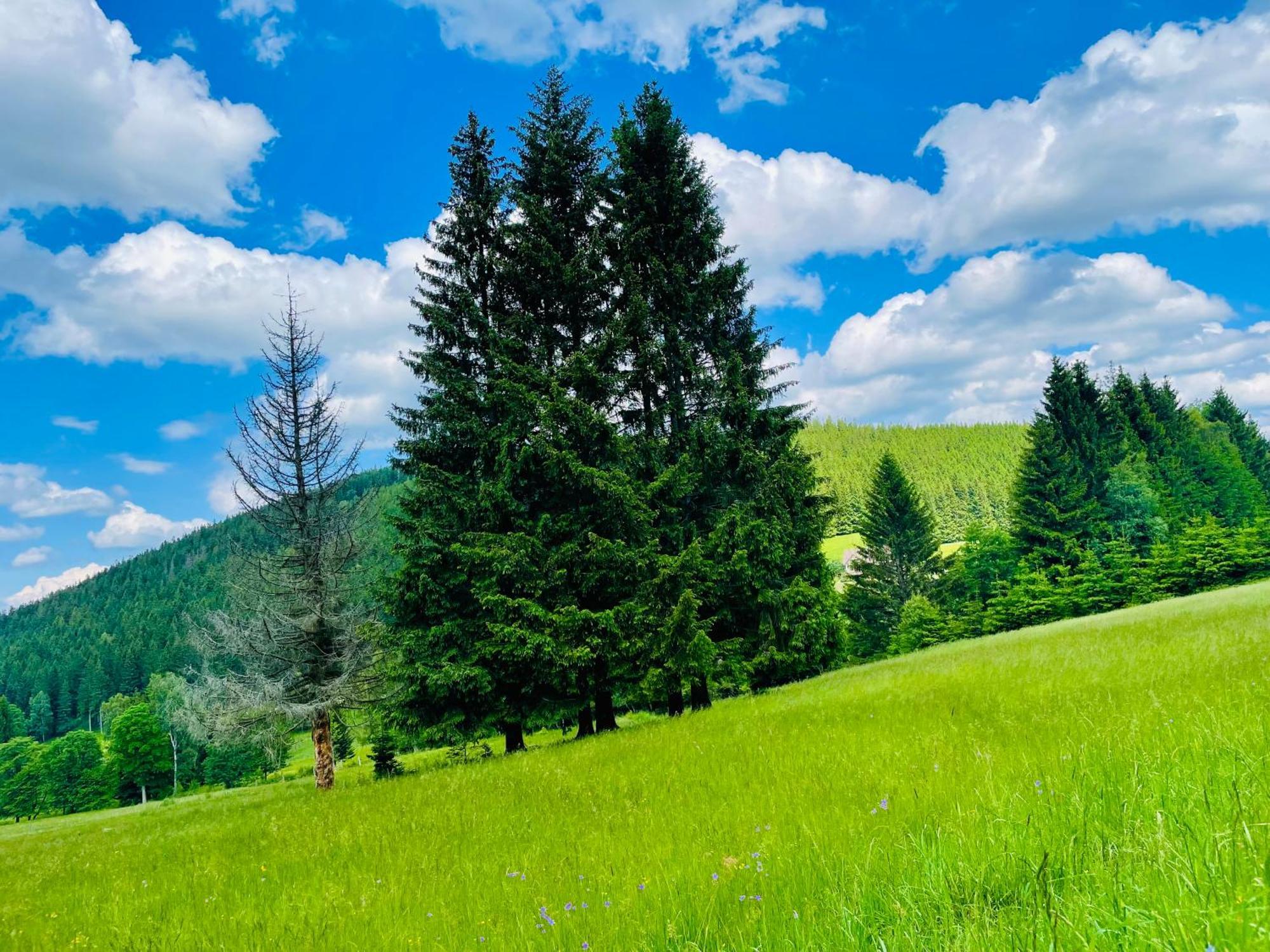 Gorska Cisza - Duzy, Komfortowy, Wyjatkowy Apartament Stronie Śląskie Εξωτερικό φωτογραφία